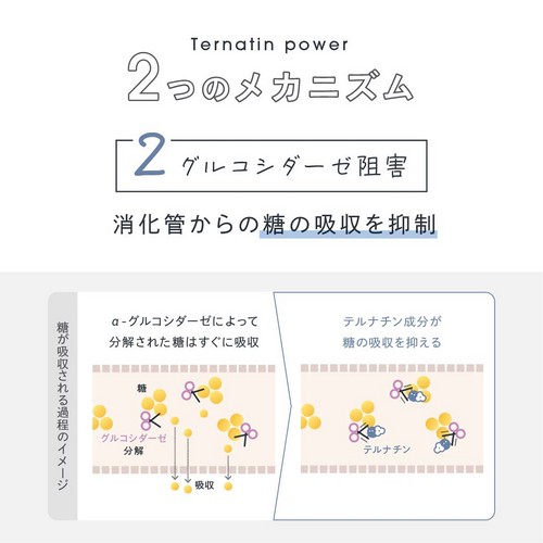 2.グルコシダーゼ阻害/消化管からの糖の吸収を抑制。