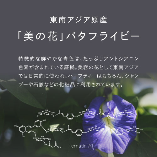 東南アジア原産「美の花」バタフライピー/特徴的な鮮やかな青色はたっぷりアントシアニン色素が含まれている証拠。美容の花として東南アジアでは日常的に使われハーブティーはもちろん、シャンプーや石鹸などの化粧品に利用されています。