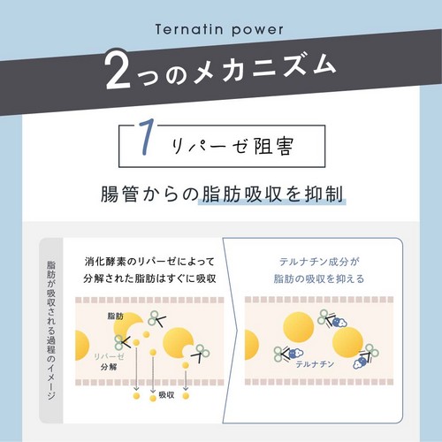 2つのメカニズム。1.リパーゼ阻害：腸管からの脂肪吸収を抑制。消化酵素のリパーゼによって分解された脂肪はすぐに吸収。テルナチン成分が脂肪の吸収を抑える。