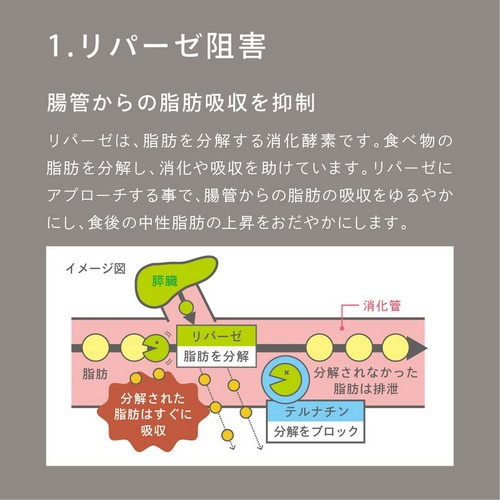 1.リパーゼ阻害　腸管からの脂肪吸収を抑制　リパーゼは、脂肪を分解する消化酵素です。食べ物の脂肪を分解し、消化や吸収を助けています。リパーゼにアプローチする事で、腸管からの脂肪の吸収をゆるやかにし、食後の中性脂肪の上昇をおだやかにします。
