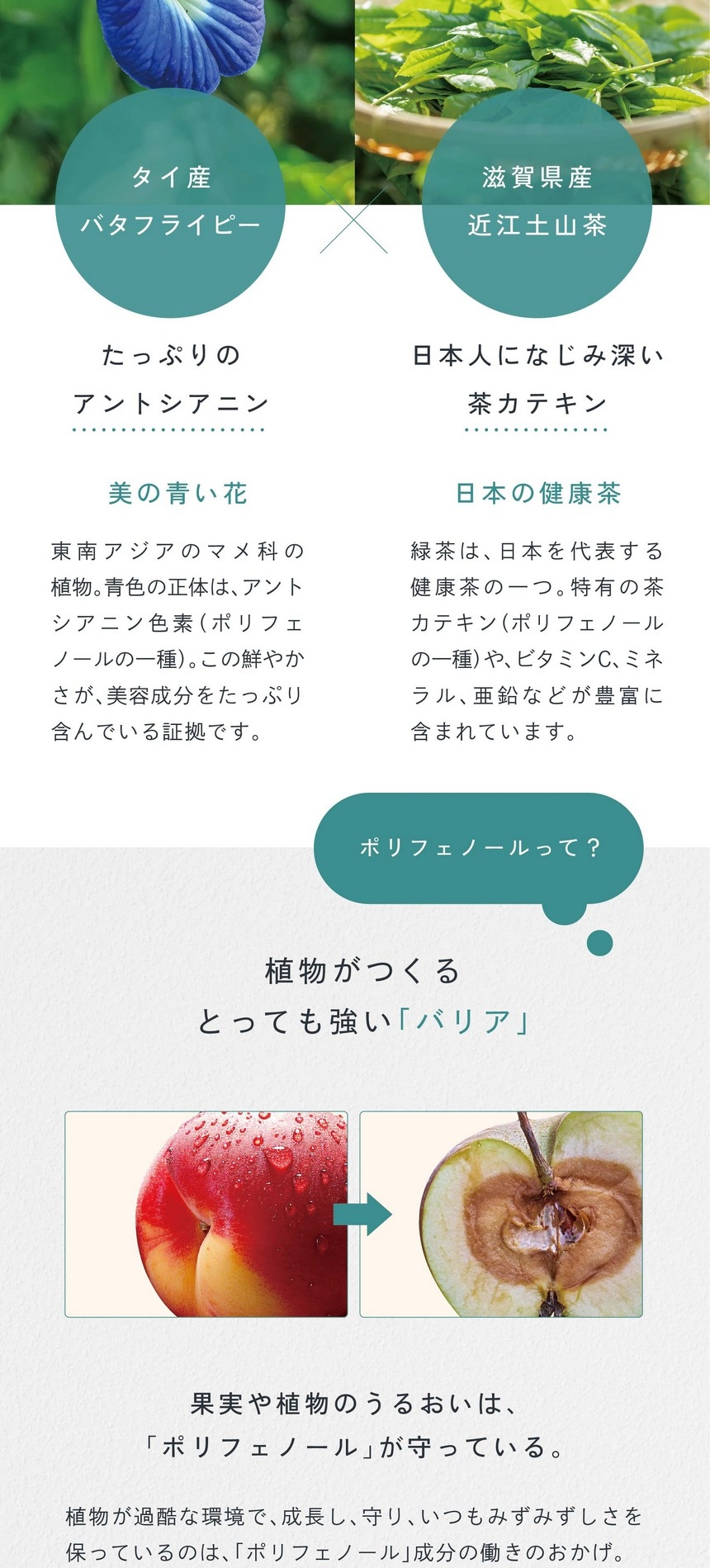 お茶の力でキレイを守る。それは2つのブレンド。W（ダブル）ポリフェノール。タイ産バタフライピー：たっぷりのアントシアニン。美の青い花。東南アジアのマメ科の植物。青色の正体は、アントシアニン（ポリフェノールの一種）。この鮮やかさが美容成分をたっぷり含んでいる証拠です。滋賀県産近江土山茶：日本人になじみ深い茶カテキン。日本の健康茶。緑茶は日本を代表する健康茶の一つ。特有の茶カテキン（ポリフェノールの一種）や、ビタミンC、ミネラル、亜鉛などが豊富に含まれています。