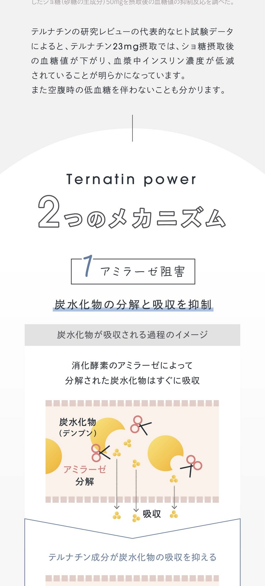 2つのメカニズム/1.アミラーゼ阻害/炭水化物の分解と吸収を抑制。