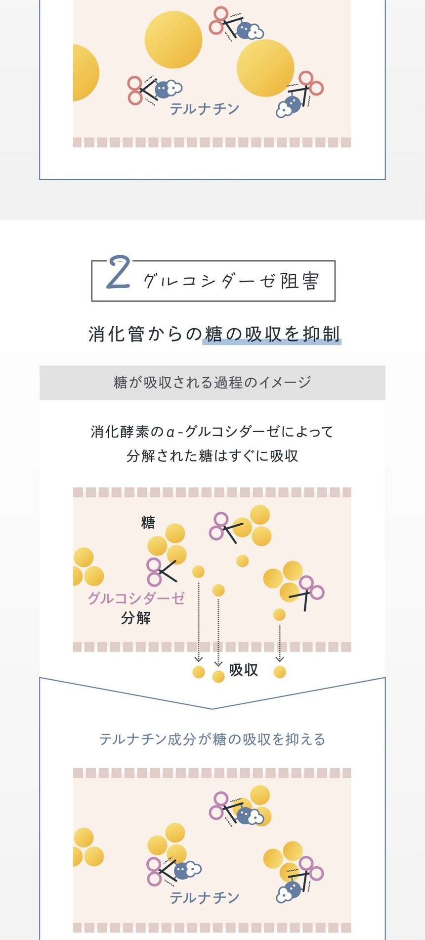 2.グルコシダーゼ阻害/消化管からの糖の吸収を抑制。