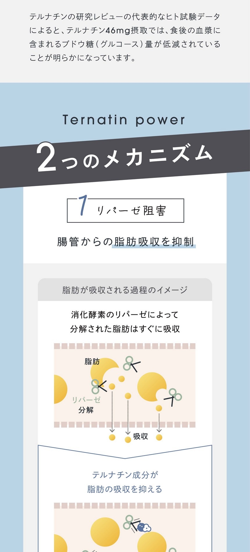 2.アミラーゼ阻害。炭水化物の分解と吸収を抑制。消化酵素のアミラーゼによって分解された炭水化物はすぐに吸収。テルナチン成分が炭水化物の吸収を抑える。