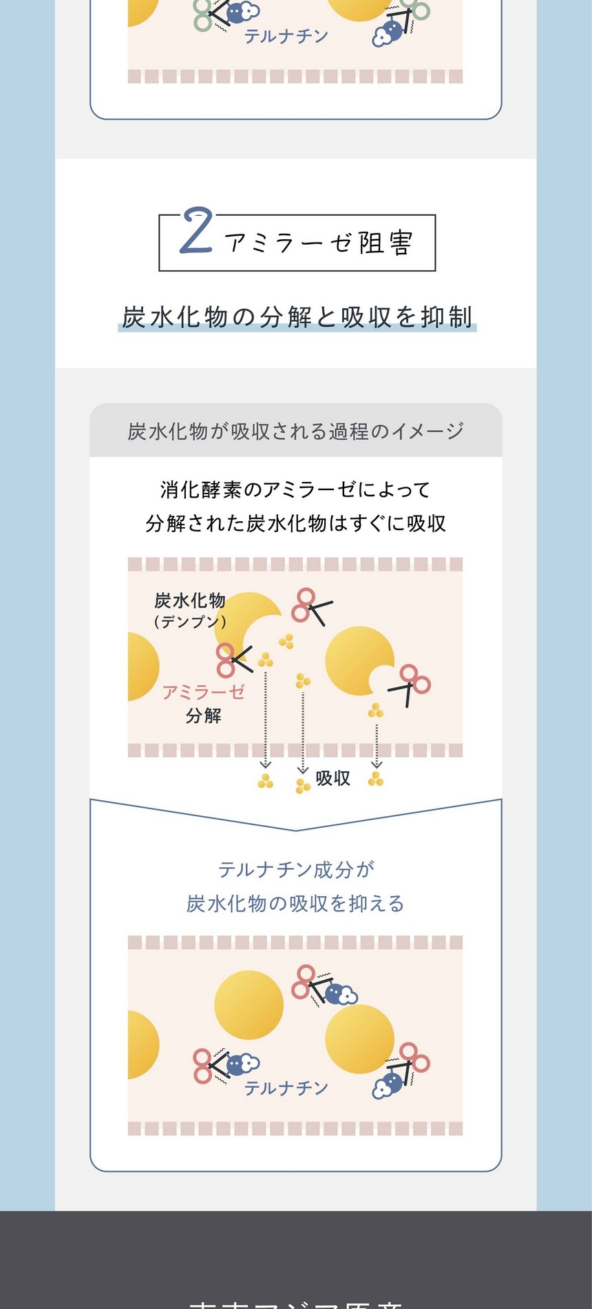 東南アジア原産「美の花」バタフライピー。特徴的な鮮やかな青色はたっぷりアントシアニン色素が含まれている証拠。美容の花として東南アジアでは日常的に使われハーブティーとしてはもちろんシャンプーや石鹸などの化粧品に利用されています。POINTバタフライピー由来「テルナチン」バタフライピーに含まれるアントシアニンの一種「テルナチン」は特有成分。非常に高い安定性を持ち、カラダに入っても壊れにくいと注目されている成分です。