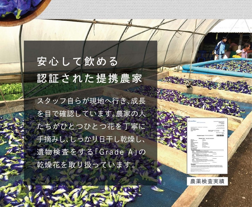タイは、バタフライピーの原産国。東南アジアを中心にとても人気のあるハーブです。寒さに弱いため、最適な気候のタイの農家さんと提携を組み、豊潤な大地の恵みと太陽をたくさん浴びたバタフライピーを育成します。安心して飲める認証された提携農家。スタッフ自らが現地へ行き、成長を目で確認します。農家の人たちがひとつひとつ花を丁寧に手摘みし、しっかり日干し乾燥し、遺物検査をする「GradeA」の乾燥花を取り扱っています。