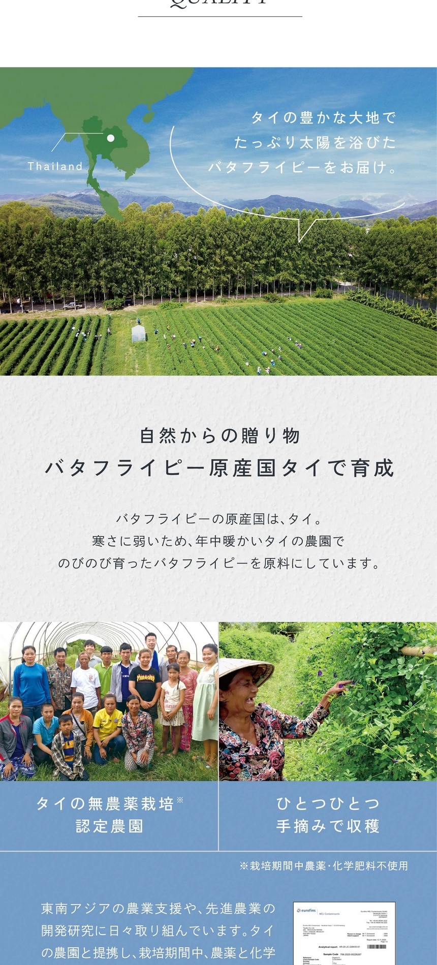 タイの豊かな大地でたっぷり太陽を浴びたバタフライピー。自然からの贈り物。バタフライピー原産国タイで育成。バタフライピーの原産国はタイ。寒さに弱いため年中暖かいタイの農園でのびのび育ったバタフライピーを原料にしています。東南アジアの農業支援や先進農業の開発研究に日々取り組んでいます。タイの農園と提携し、栽培期間中、農薬と化学肥料を使わないハーブを育成。スタッフ自ら現地へ行き、成長を目で確認しています。手摘み収穫、日干し乾燥、遺物検査をする「Gread A」の乾燥花を取り扱っています。